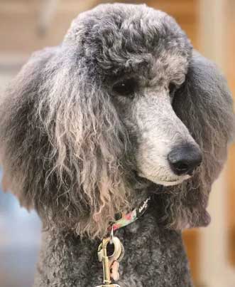 Penny the Poodle